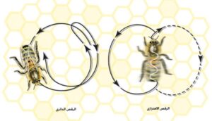 ما هي طريقة تواصل النحل