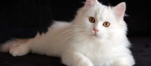 اسماء قطط ملكية اناث تركية وعربية وروسية 2022